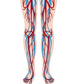 Lokacija žil in arterij v nogah