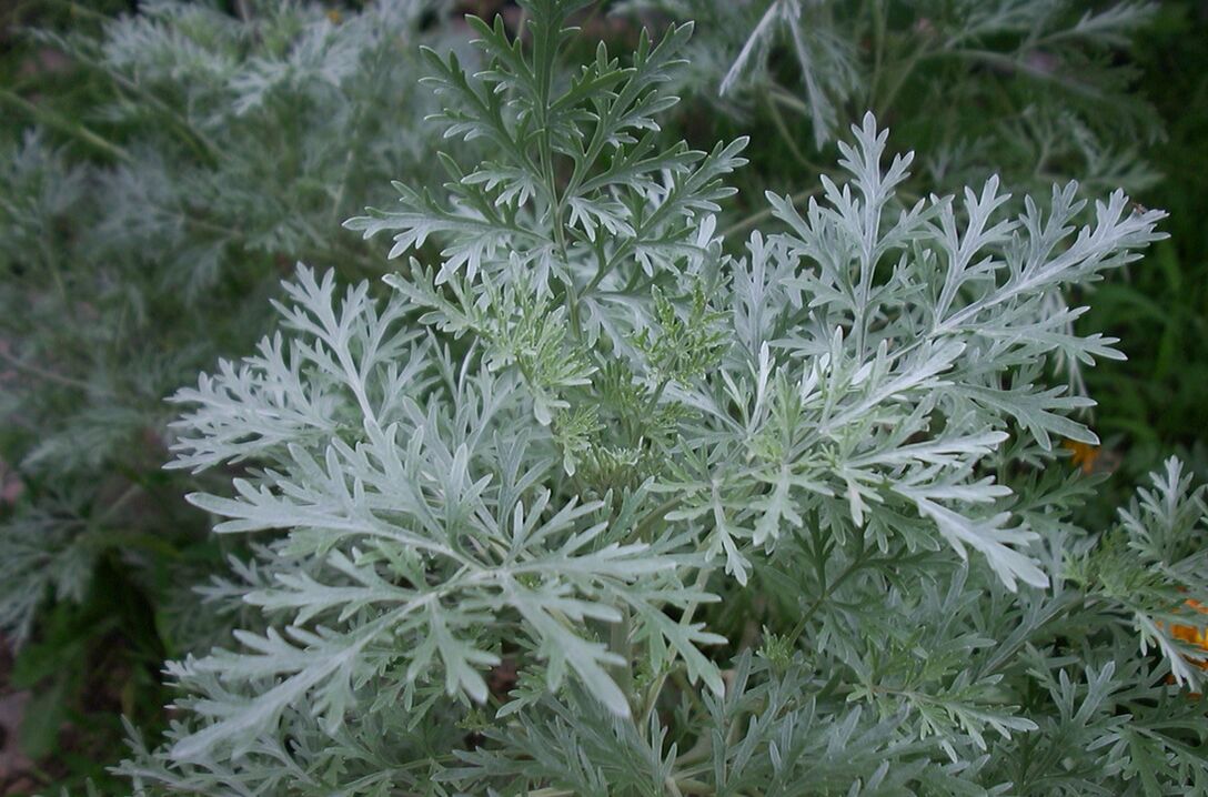 Wormwood proti varikoznim žilam