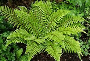 obkladki za zdravljenje krčnih žil